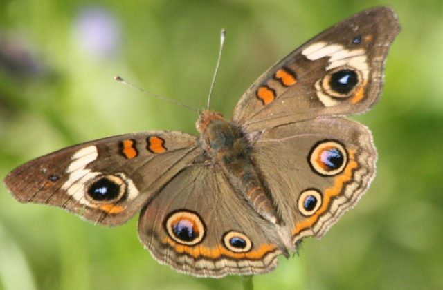 butterflies-with-eye-spots-are-better-liked