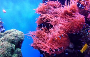 Rethinking Human Relationships with the Sea