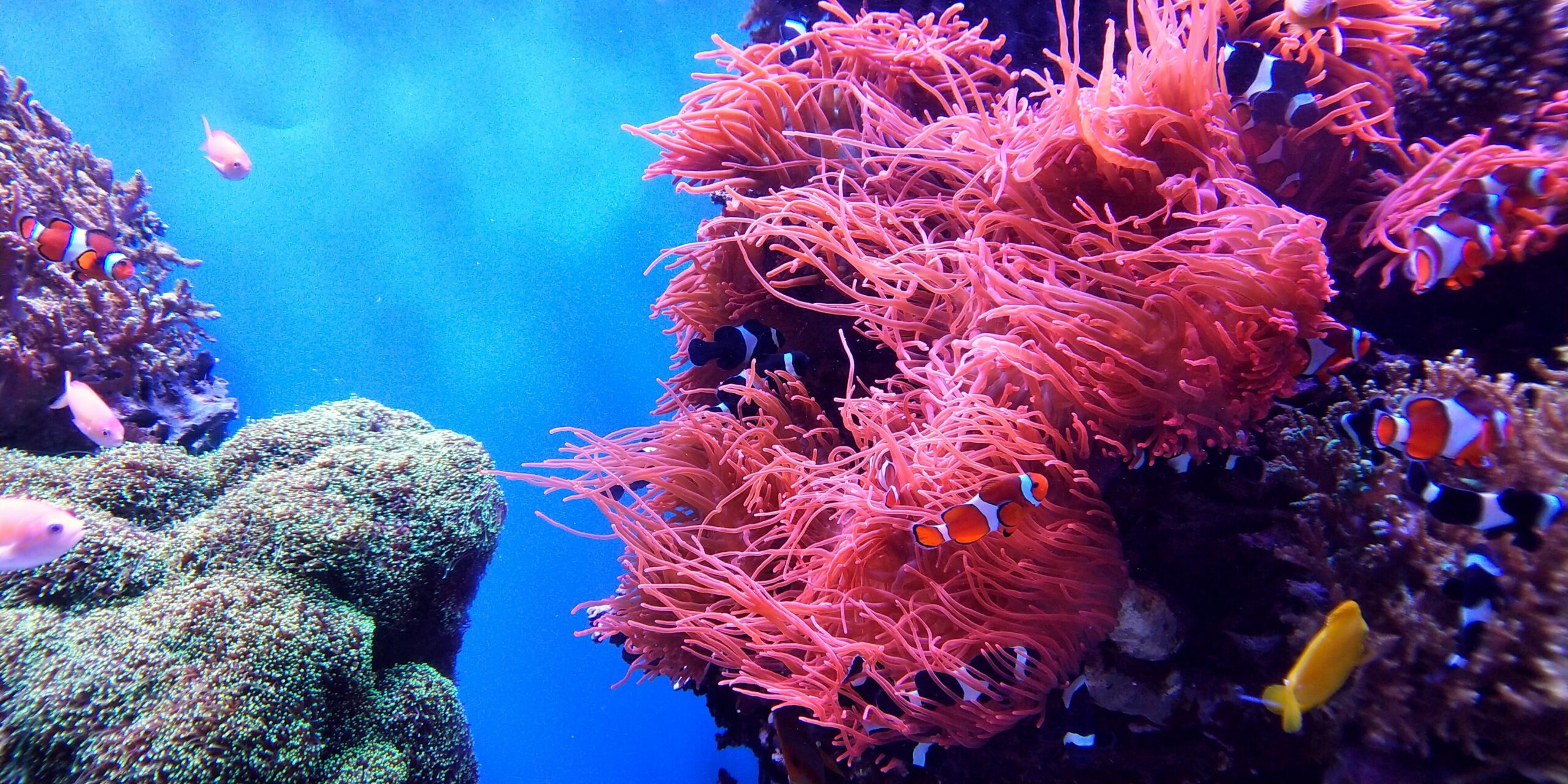 Rethinking Human Relationships with the Sea | NIAS