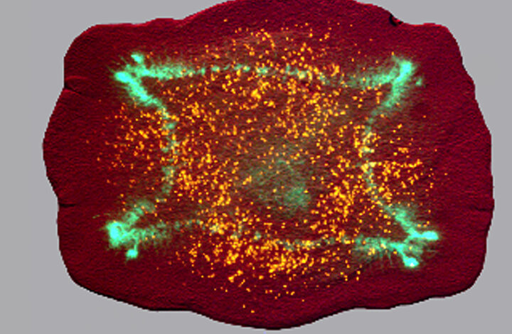 Visualization of the nervous system in a planarian flatworm made to have 4 heads by Junji Morokuma and Nestor Oviedo, Levin Lab Visualization of the nervous system in a planarian flatworm made to have 4 heads by Junji Morokuma and Nestor Oviedo, Levin Lab