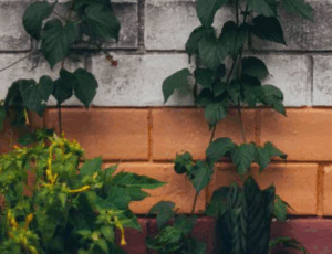 Presentation & Conversation NIAS Book Series Doing Ethnography