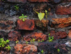 New NIAS Book Series: Studies on Academic Freedom and Epistemic Diversity