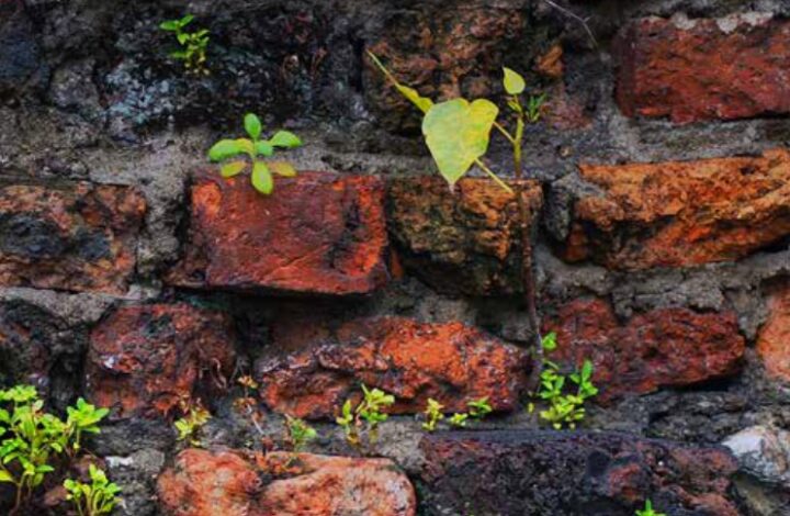 New NIAS Book Series: Studies on Academic Freedom and Epistemic Diversity