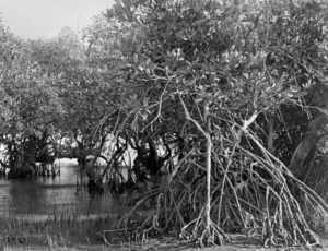 Mangrove